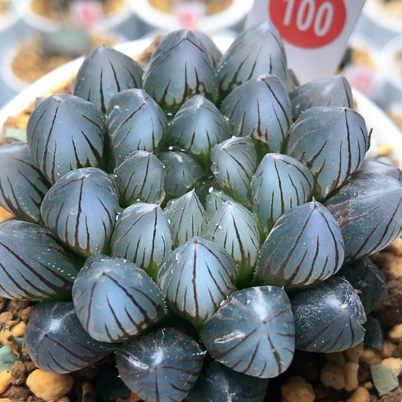 【闪购商品】黑肌100