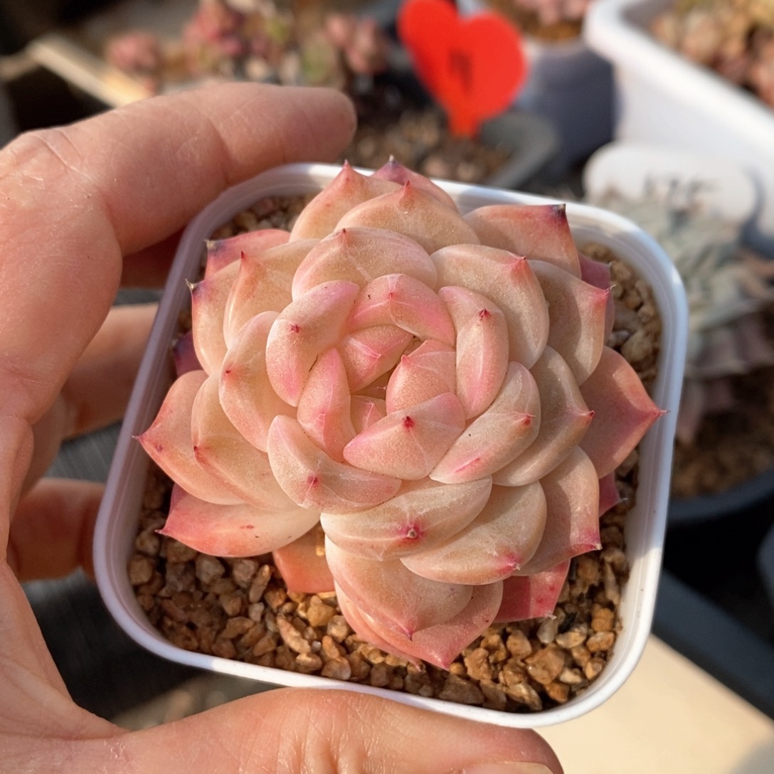 精品多肉一物一拍不包整76