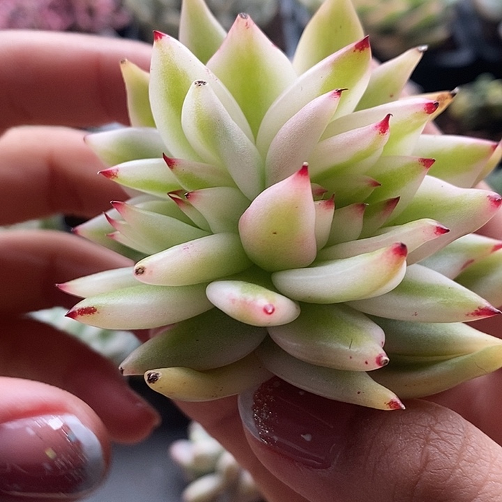 东云锦缀多肉植物