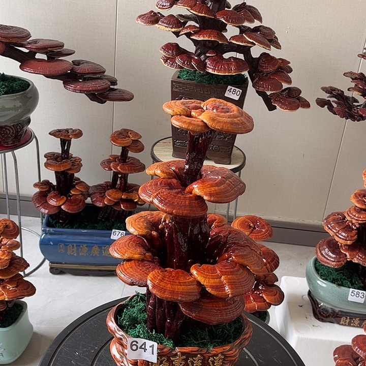 无花朵可观赏可食用