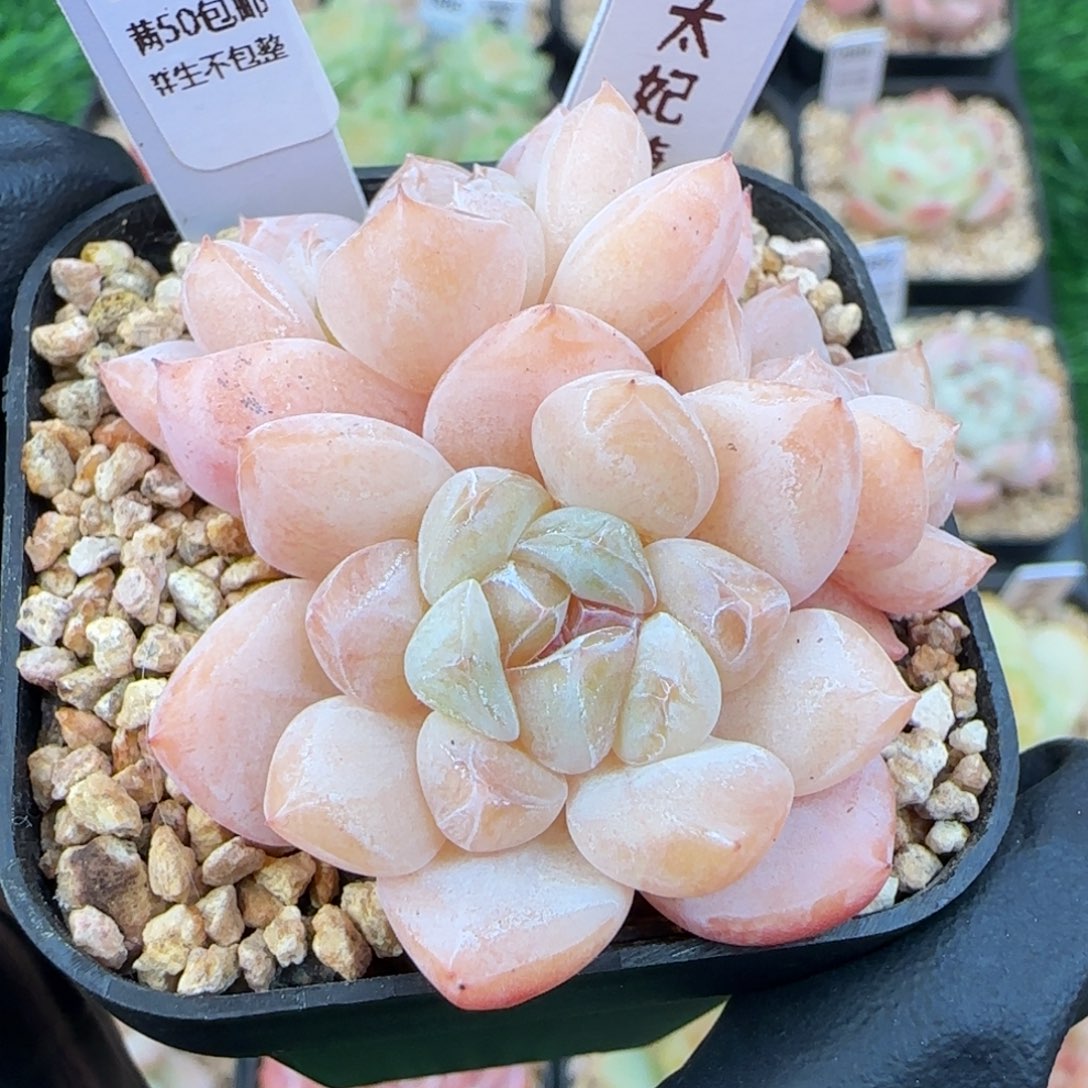 090   太妃糖   5厘米盆