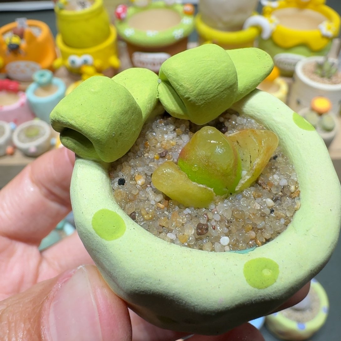 红陶蘑菇480毛汉尼