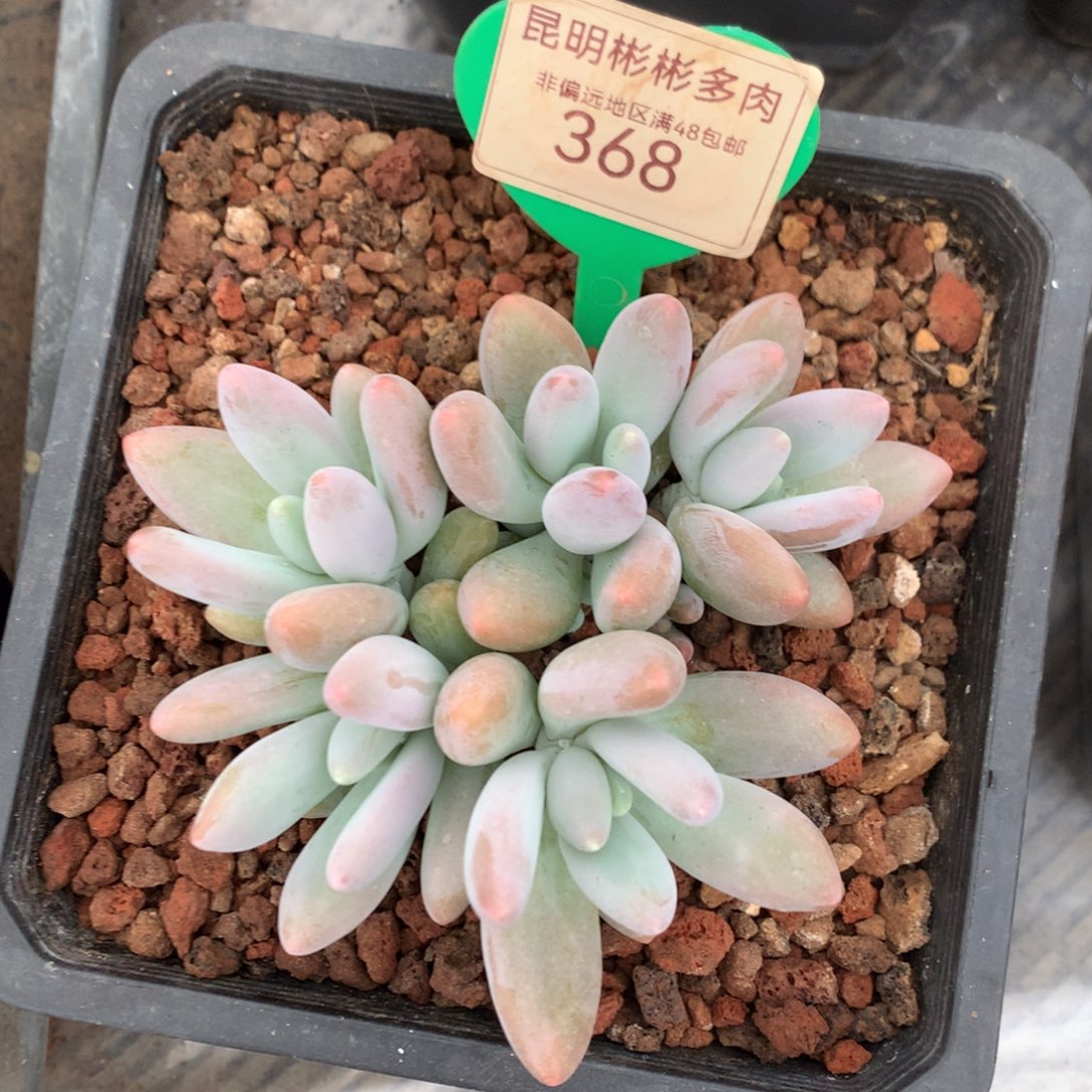 白兰地无砍平头5头368