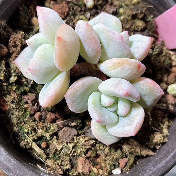 多肉植物星影石化143