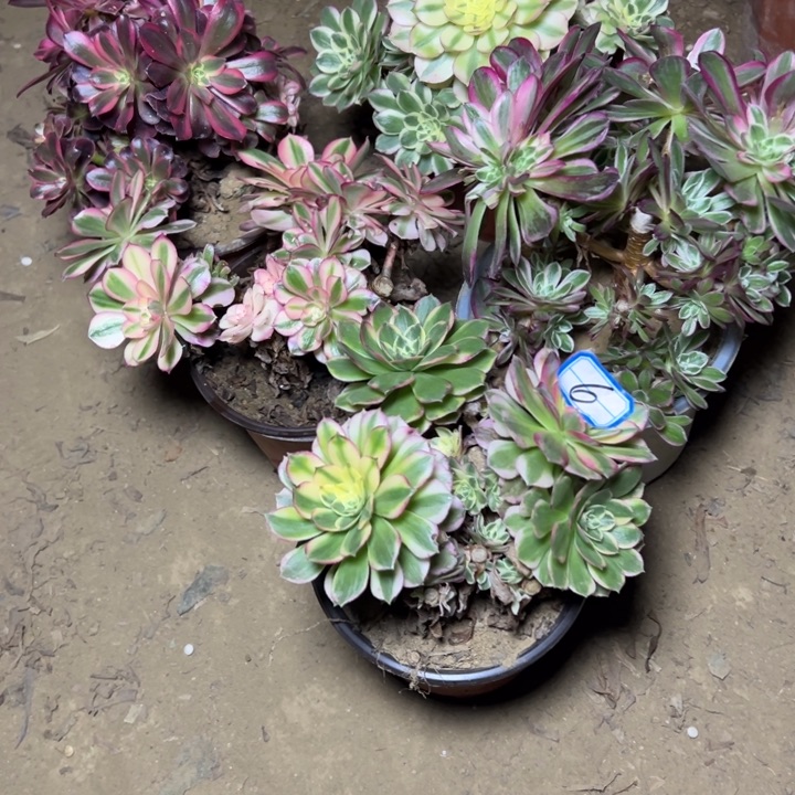 砍头朵朵断枝不包6