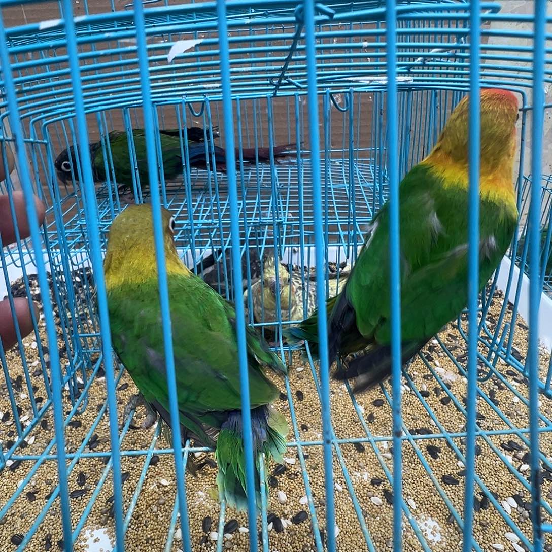 爱****桃脸牡丹鹦鹉微瑕两只包活48小时