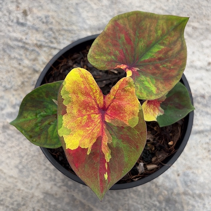 浮***生77-1112落日天空广东现货