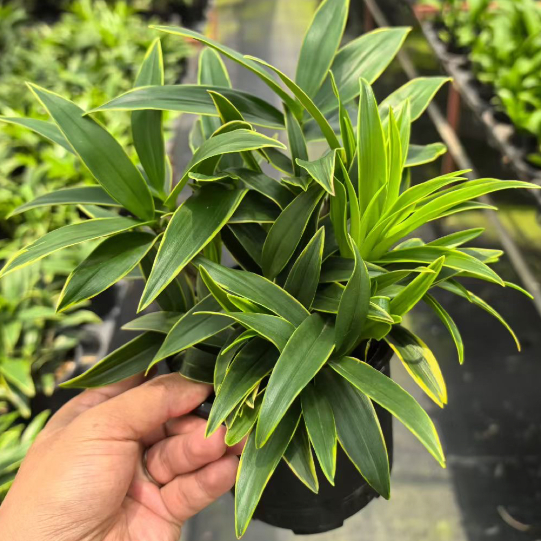 金边石斛1盆 红石斛1盆 香水石斛1盆  好养活花期长带原盆发货