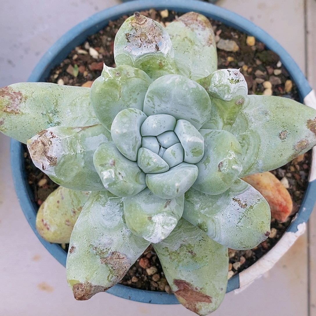 【闪购商品】哈哈哈哈野坎拇指多肉1300