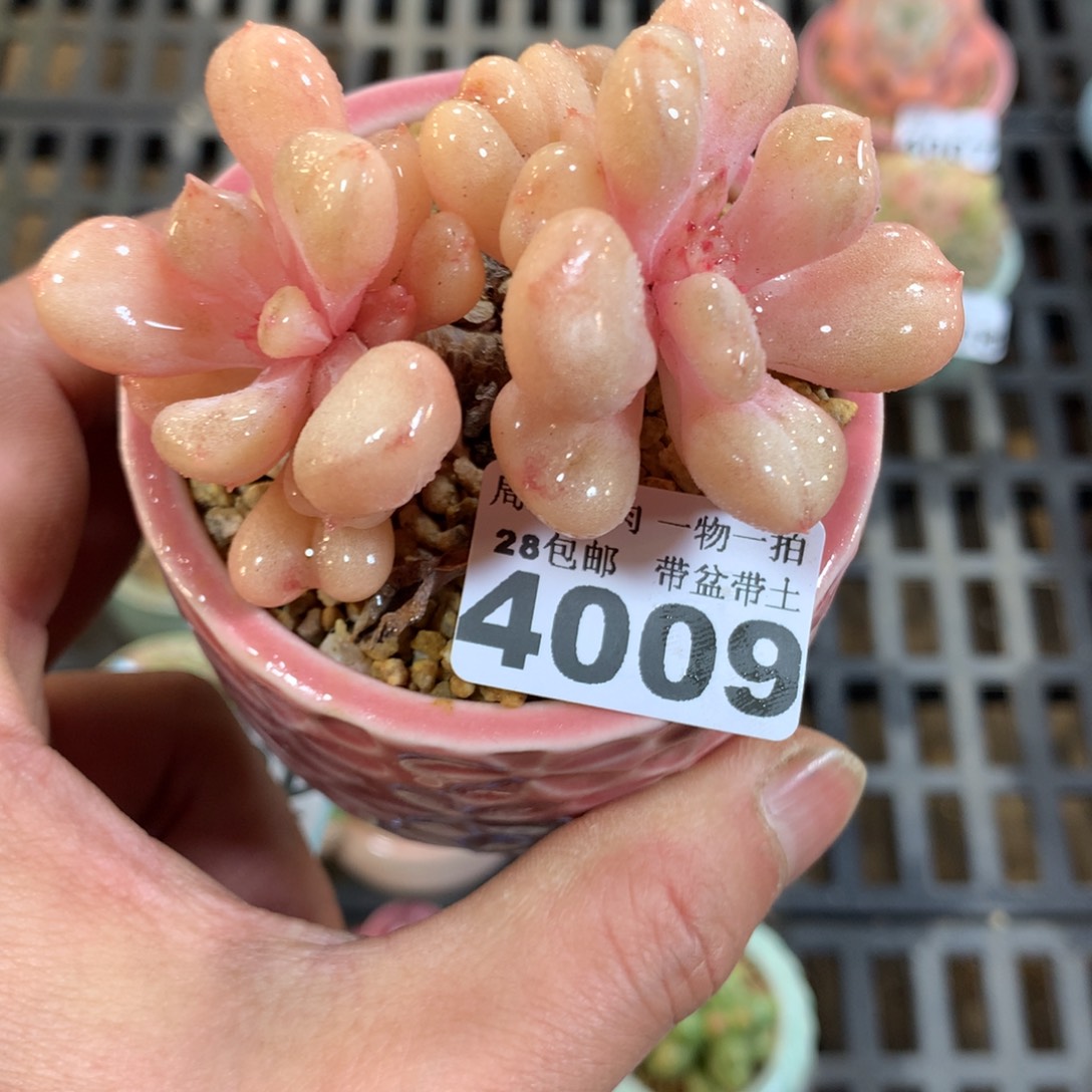 精控多肉植物4009