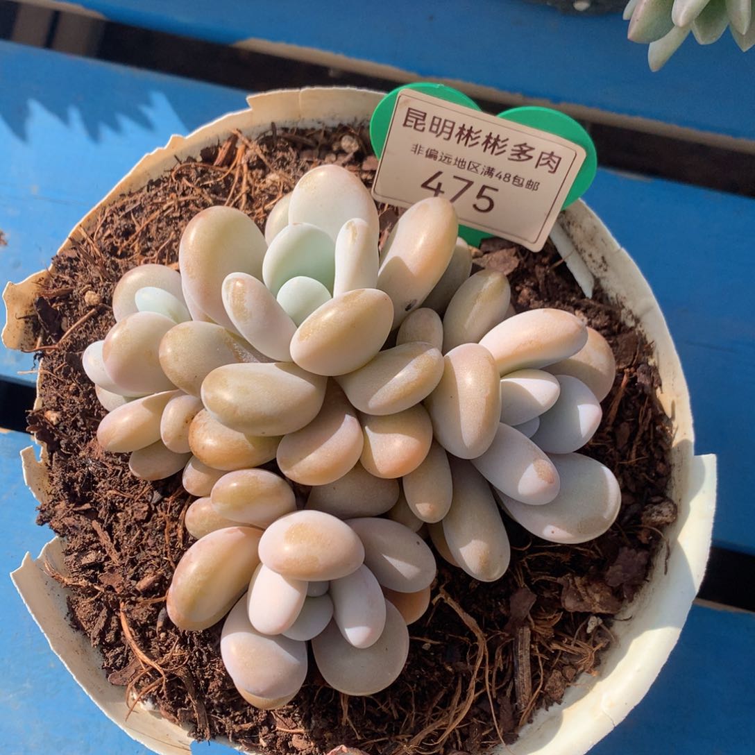 拉拉奶无砍平头475