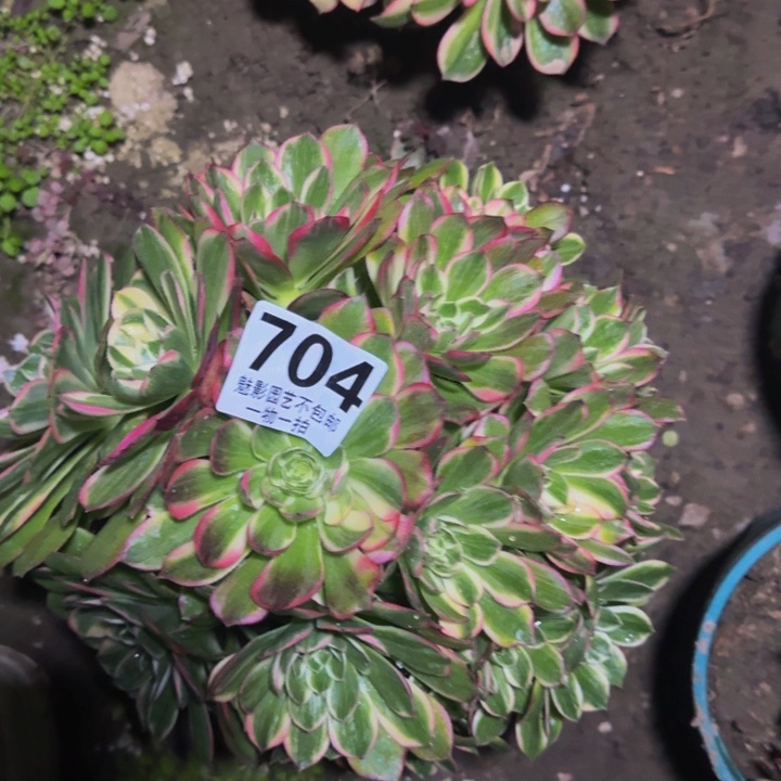 海王花27-12包邮花花