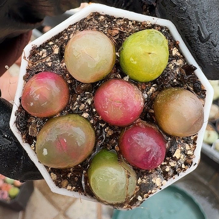 生石花111。    117