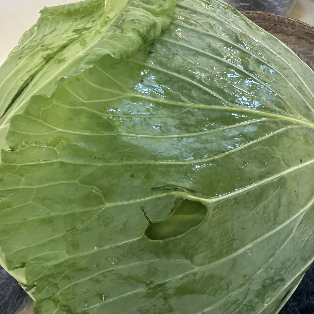 农家自种新鲜卷心菜露天种植包菜