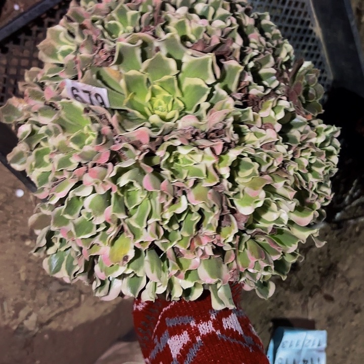 679雨花石多肉植物不售后