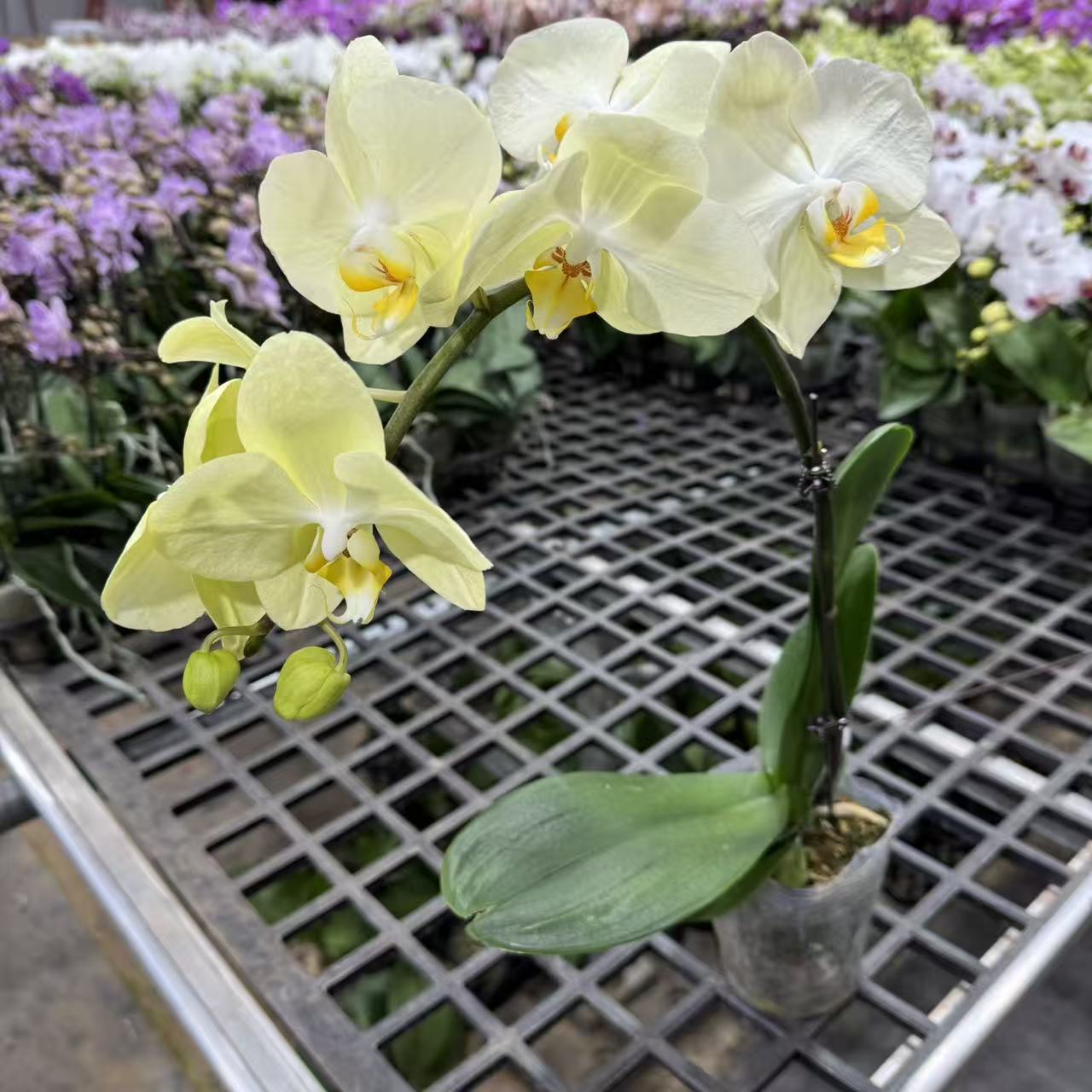 蝴蝶兰【大绿】无花苞 昆明基地直发黄绿色花花