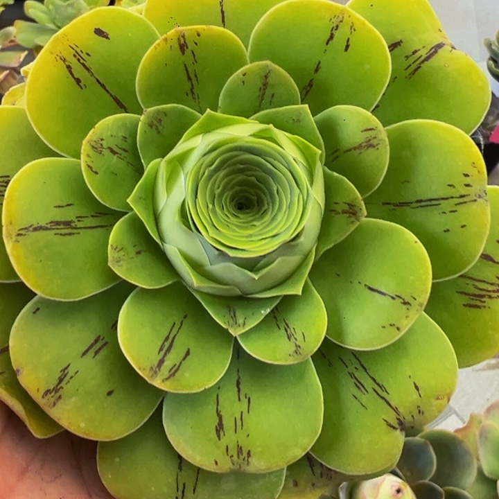 星乐玫瑰山地玫瑰