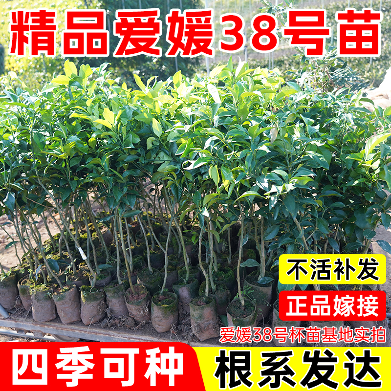 爱媛38号果冻橙树苗冰糖橙廉江红橙纽荷尔脐橙果树苗血橙带土带叶