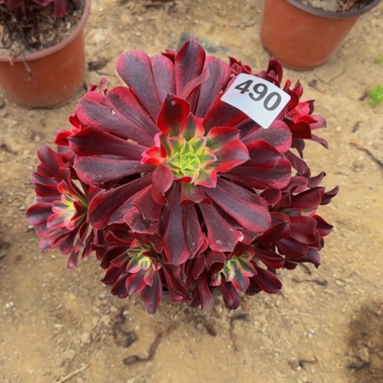 美杜莎4号棚490多肉植物