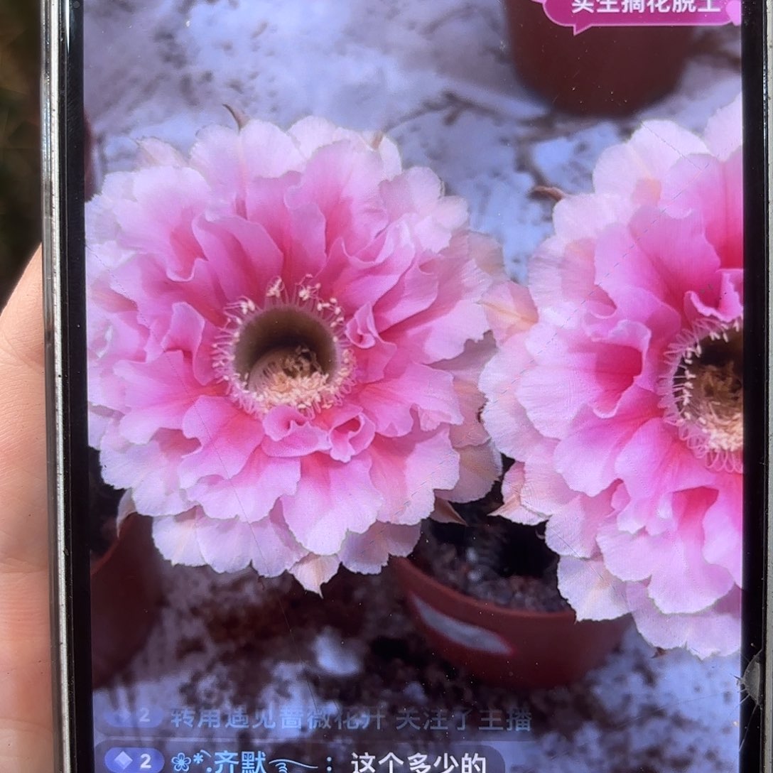 彩草青青珊瑚5.5公分左右