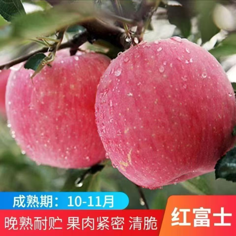 MOJY条纹红富士苹果树苗