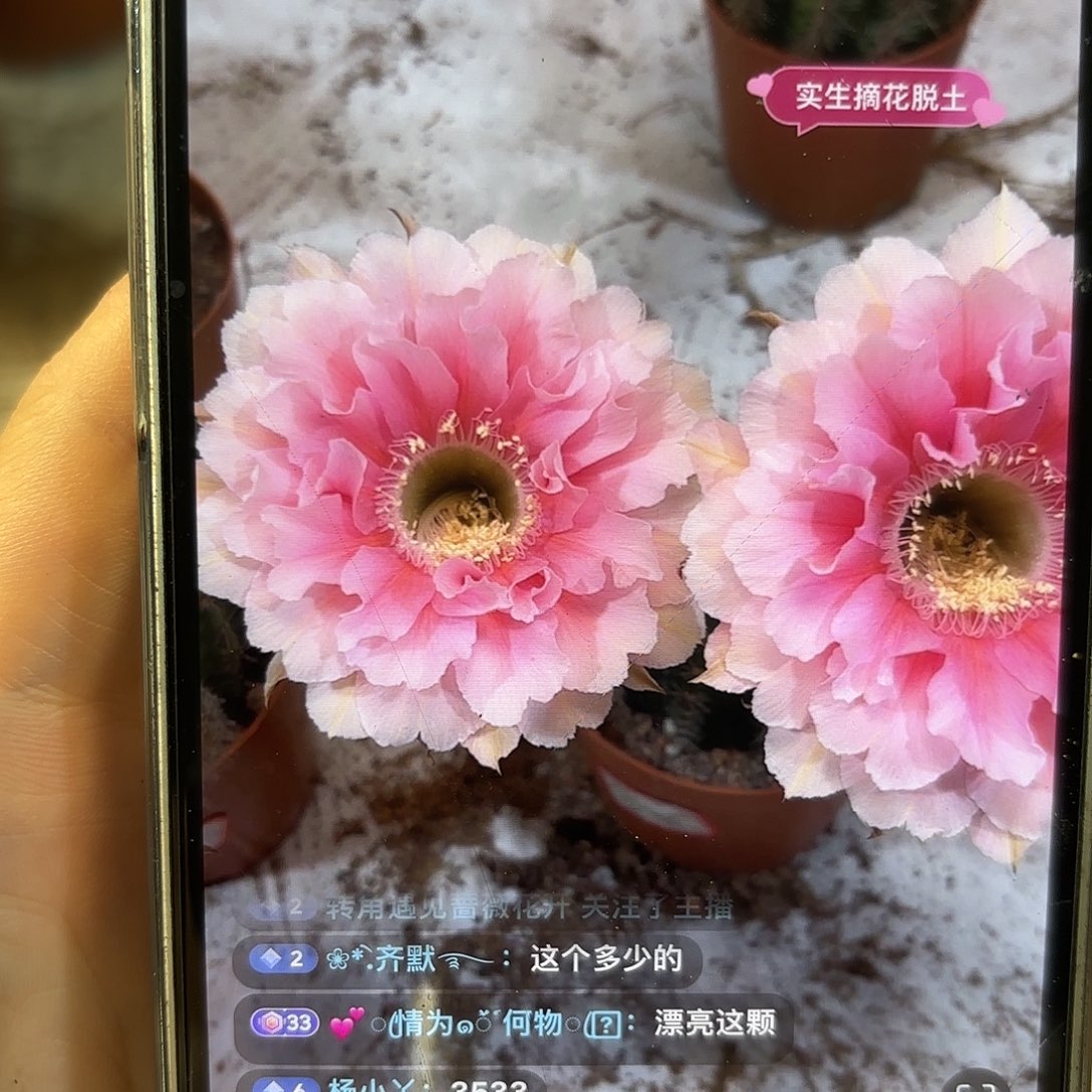 彩草珊瑚6-6.5公分左右