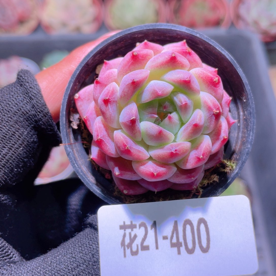 花利美21-400秘境冰魄