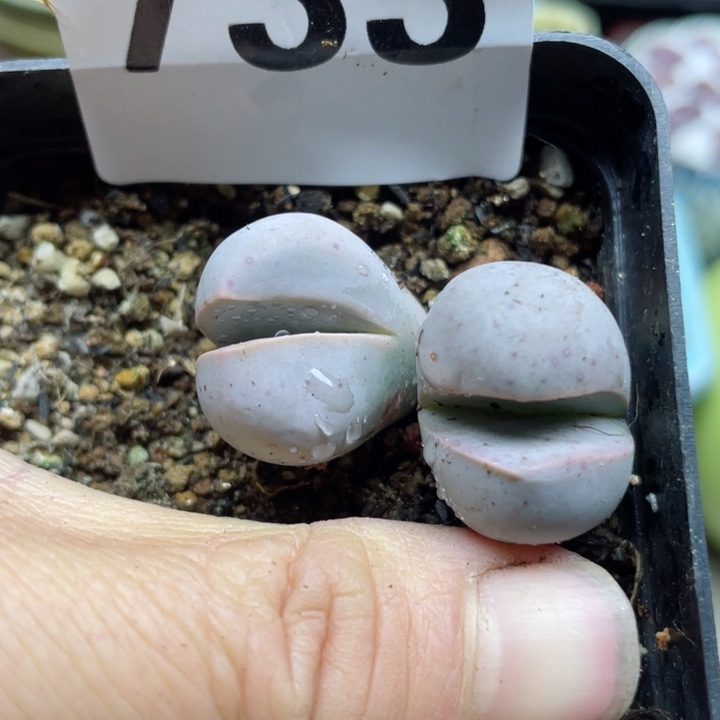 733母本粉春桃双头