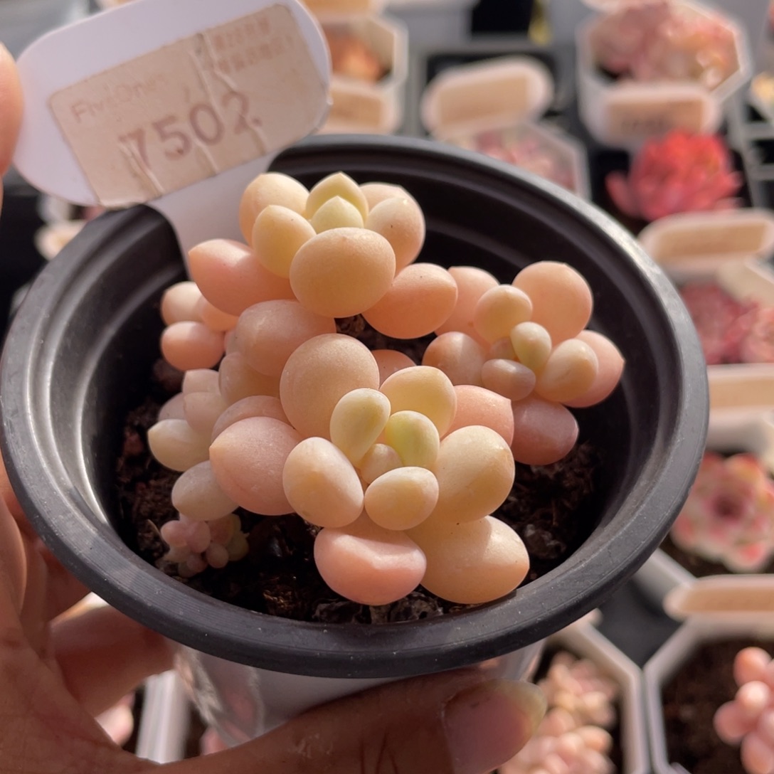 泡泡糖7502-6.5厘米