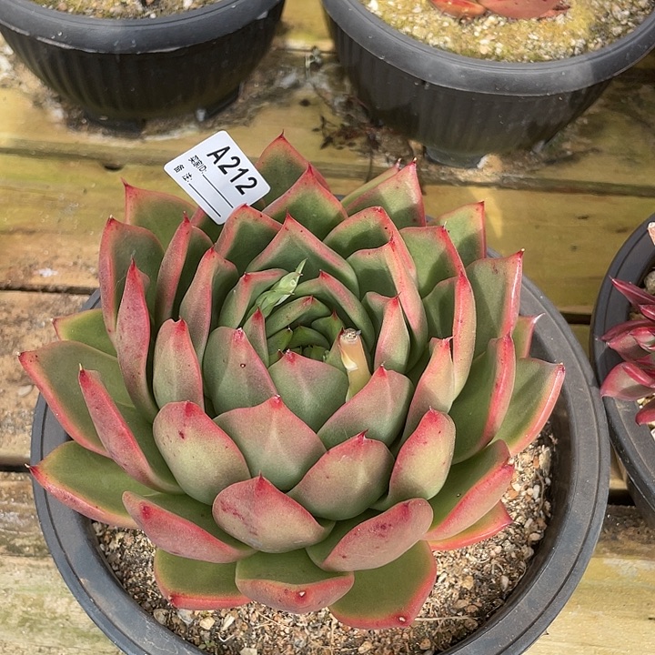 若如东云单拍A212