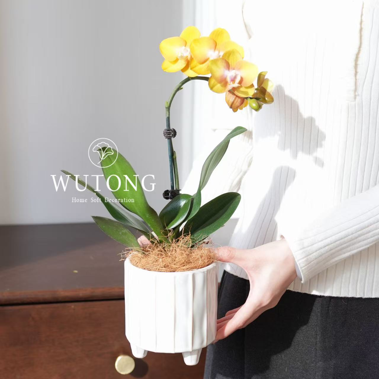 拉斯维加斯琥珀鎏金色蝴蝶兰室内客厅办公室盆栽