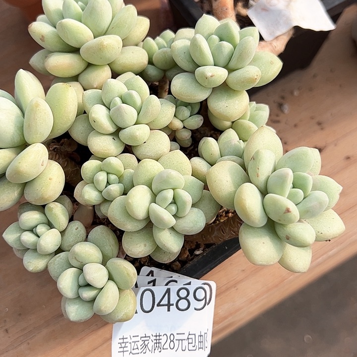 幸运的是我的朋友们