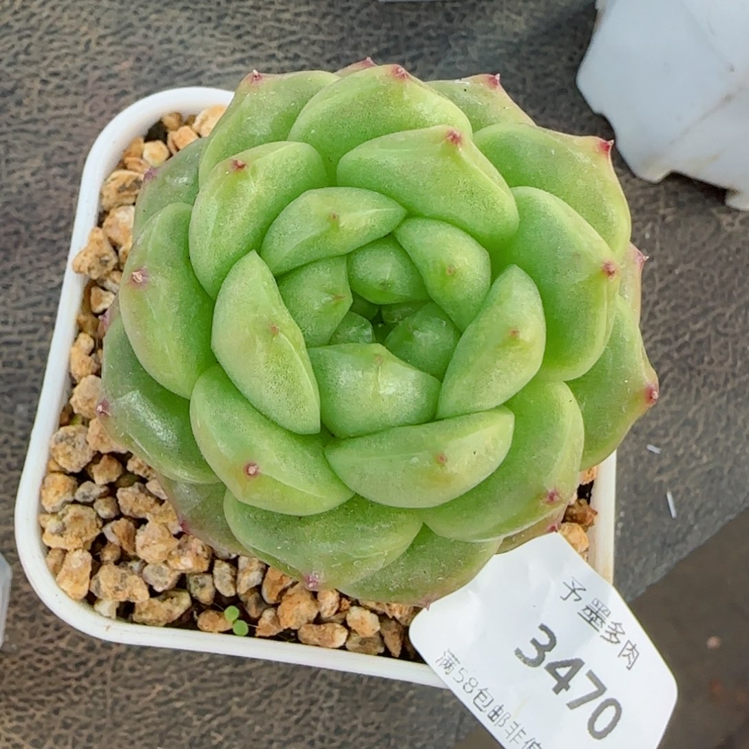 灯泡珍妮，3470多肉植物