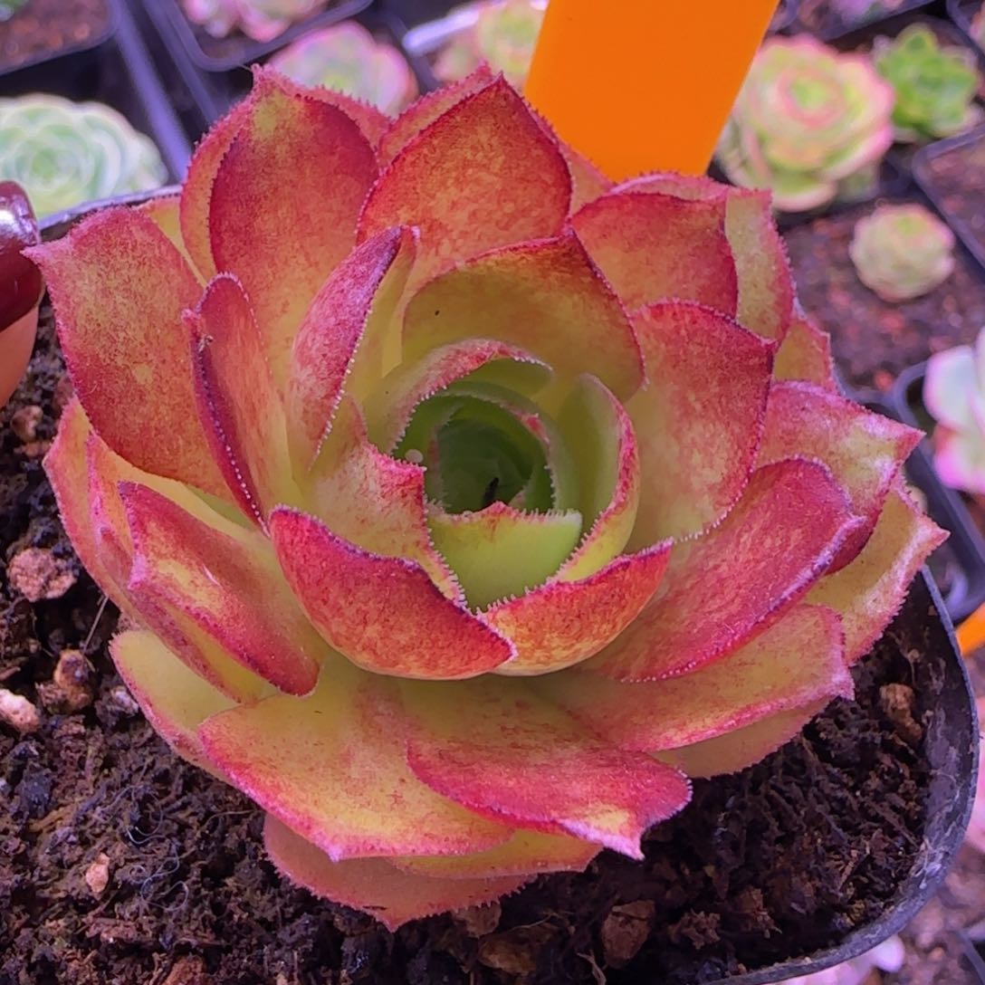 万圣节小鹿兜七方杯921