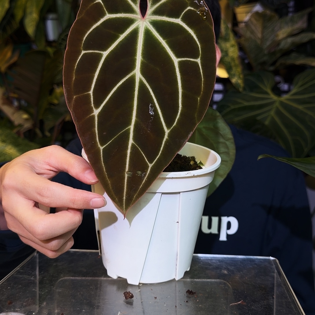 阿***牛完全开放S191黑贝斯