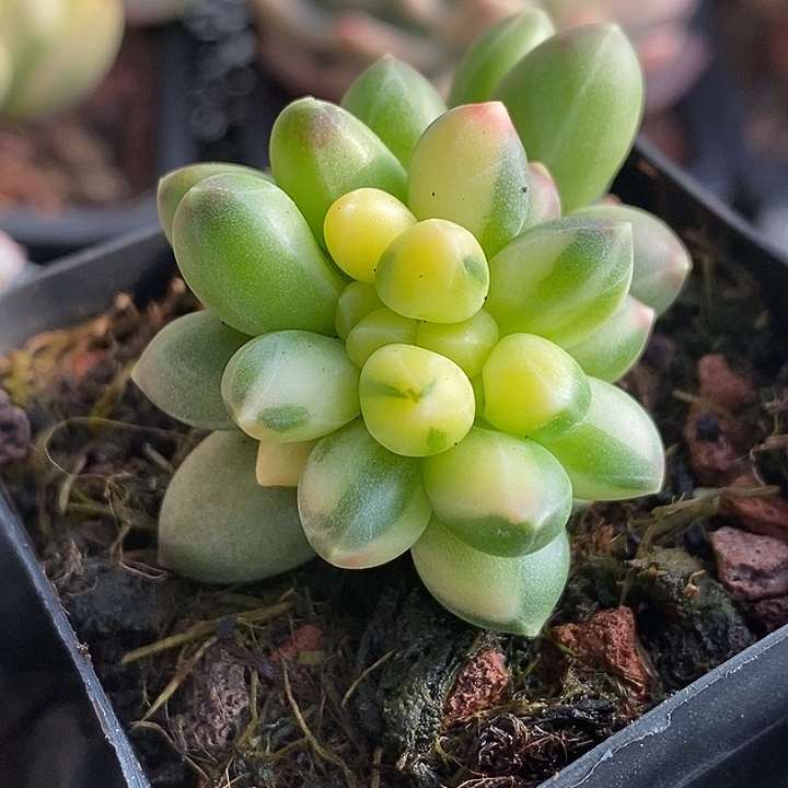 千代田锦拉丝缀多肉植物