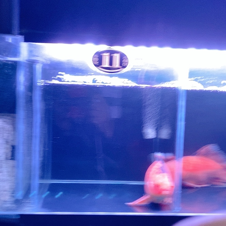 临***舍海水鱼墨蝶三色一条