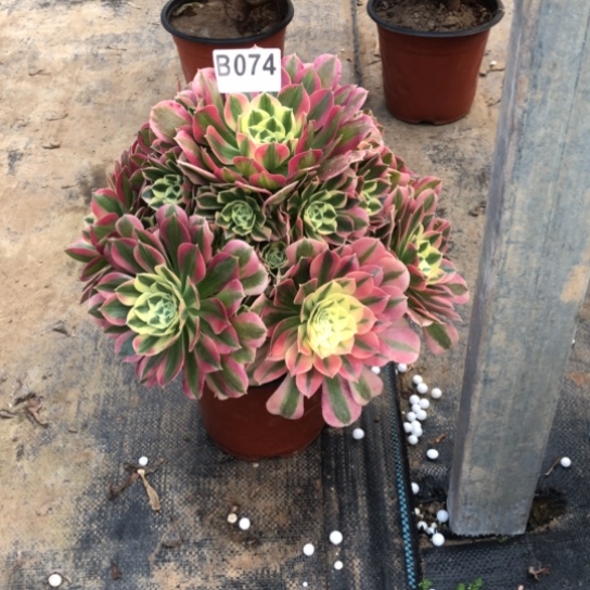 法师多肉植物跳**子法师74