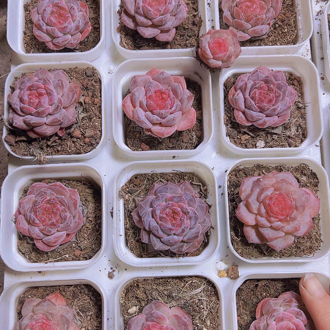 6.5厘米盆精品冰魄19