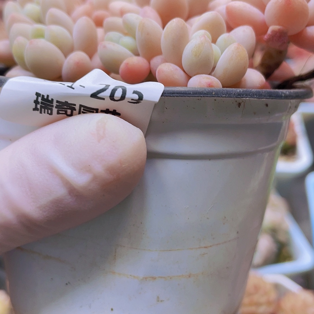 0000000000000203量拍