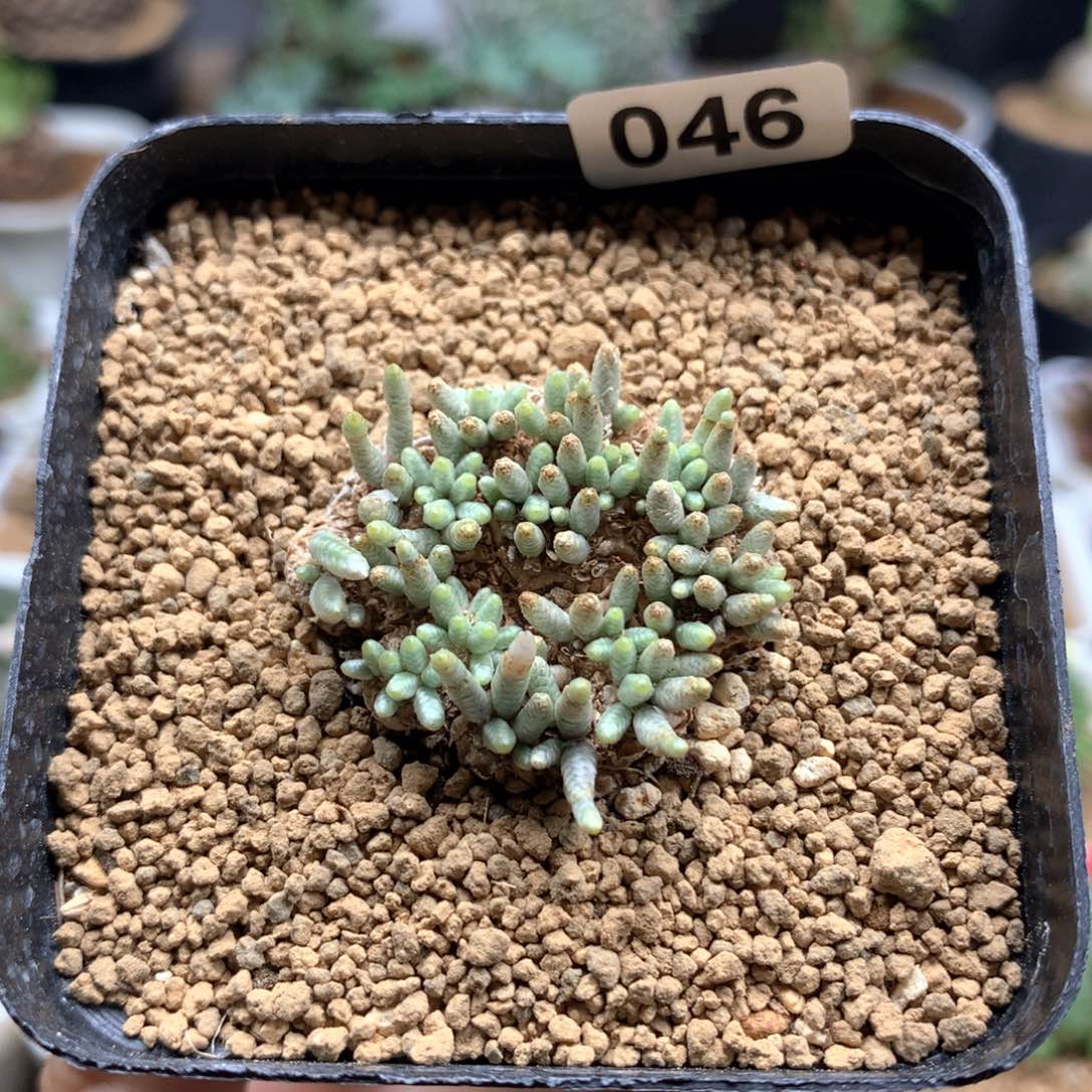 产地韧锦养定3.2cm