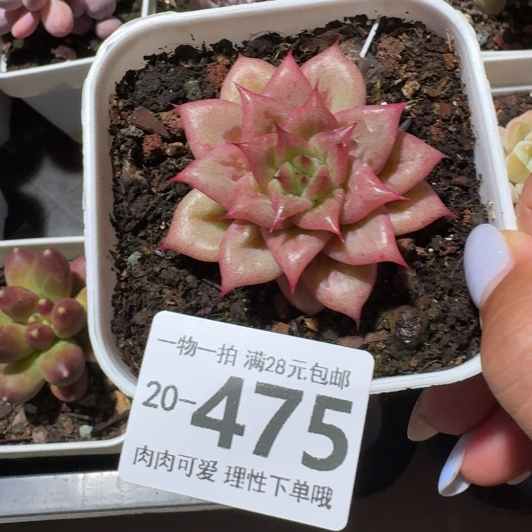 林肯无盆土发货无