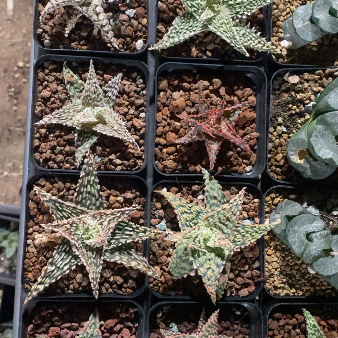 一颗超大圣诞芦荟 高货
