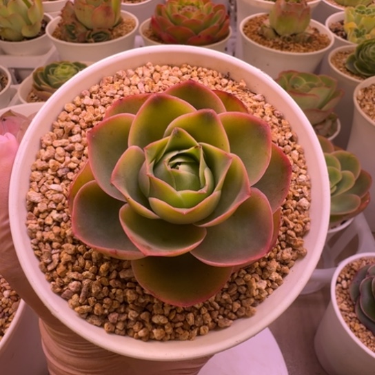 橙色帕尔马冠服5cm