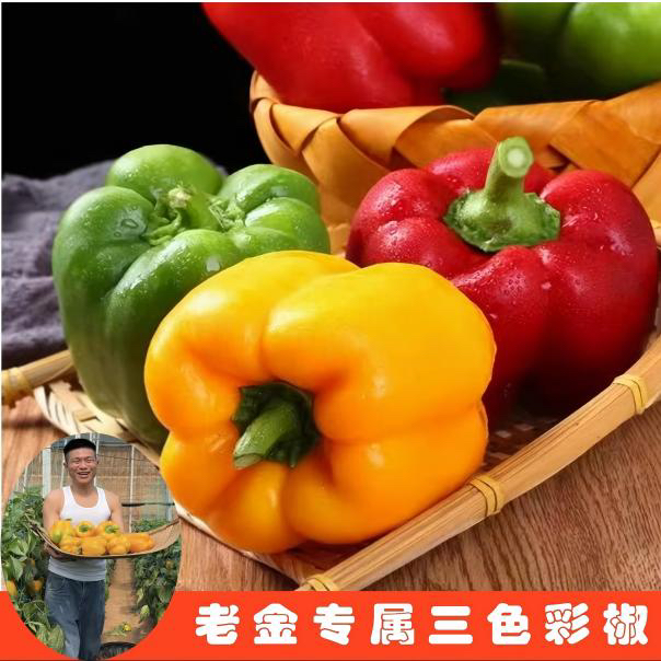 新品甜椒蔬菜生吃不辣五彩椒新鲜红黄绿三色彩椒当季新鲜