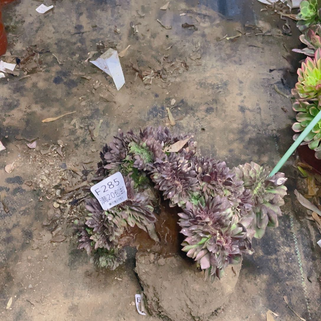 285万圣节缀化有伤多肉