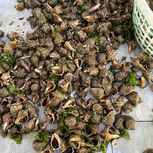 渤海湾本地海螺 福利价！ 5斤