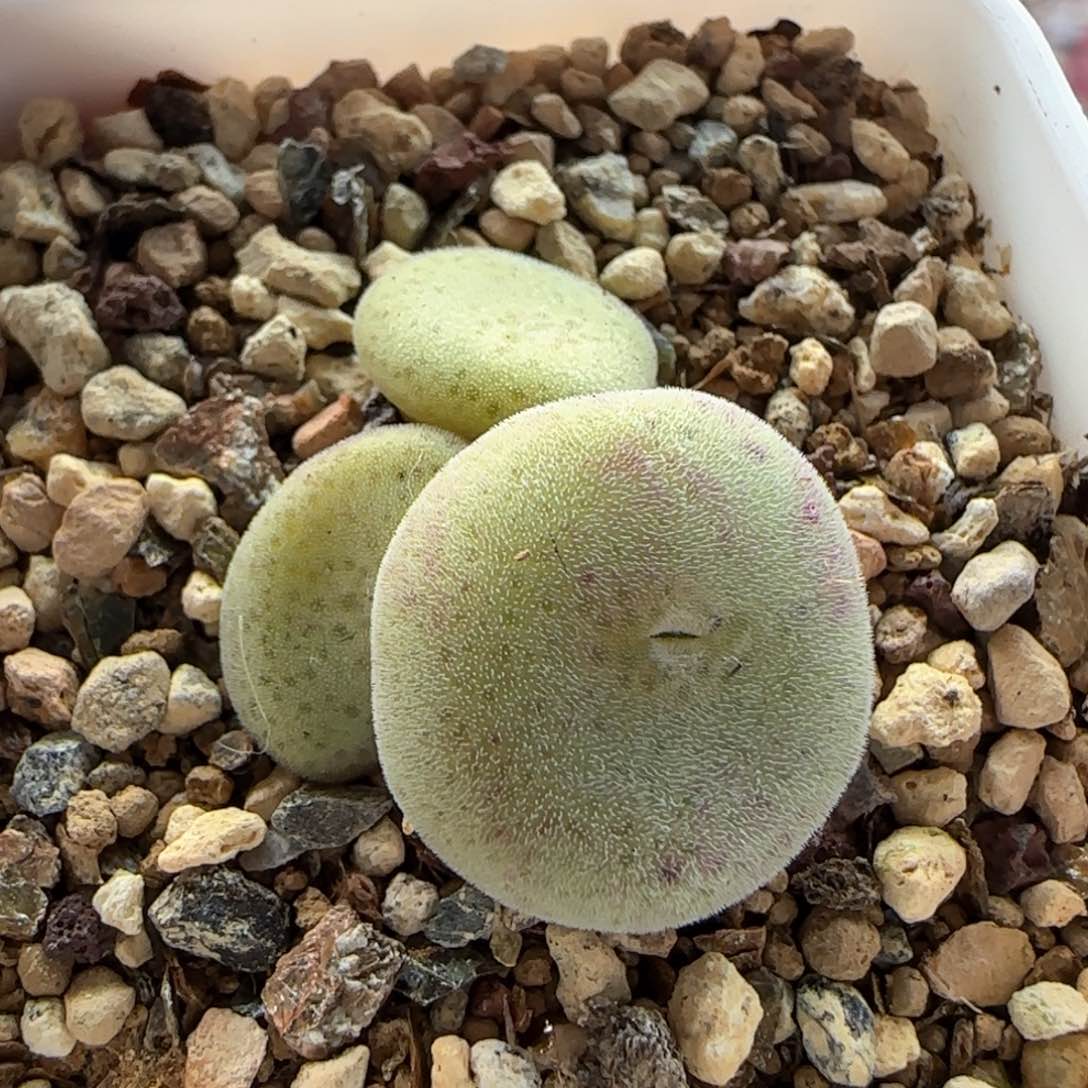 5183 大白多肉植物园