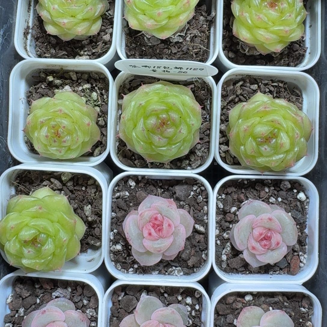 1129-056-无双珍妮一颗量拍