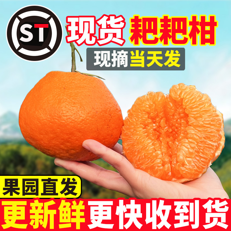 【顺丰包邮】正宗四川眉山春见耙耙柑当季新鲜孕妇水果粑粑柑整箱